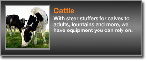 Cattle